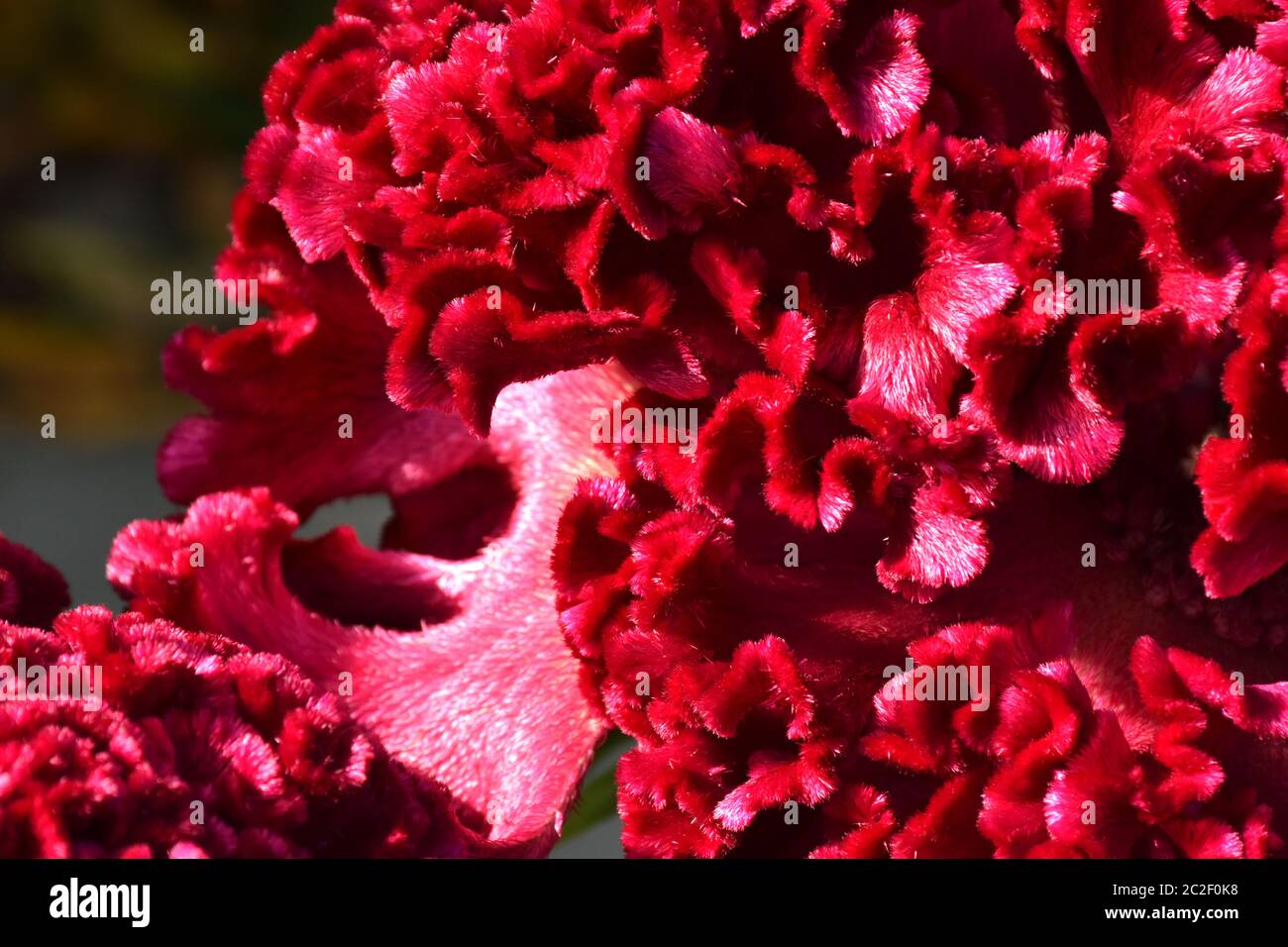 Celosia Cristata fleur Banque D'Images