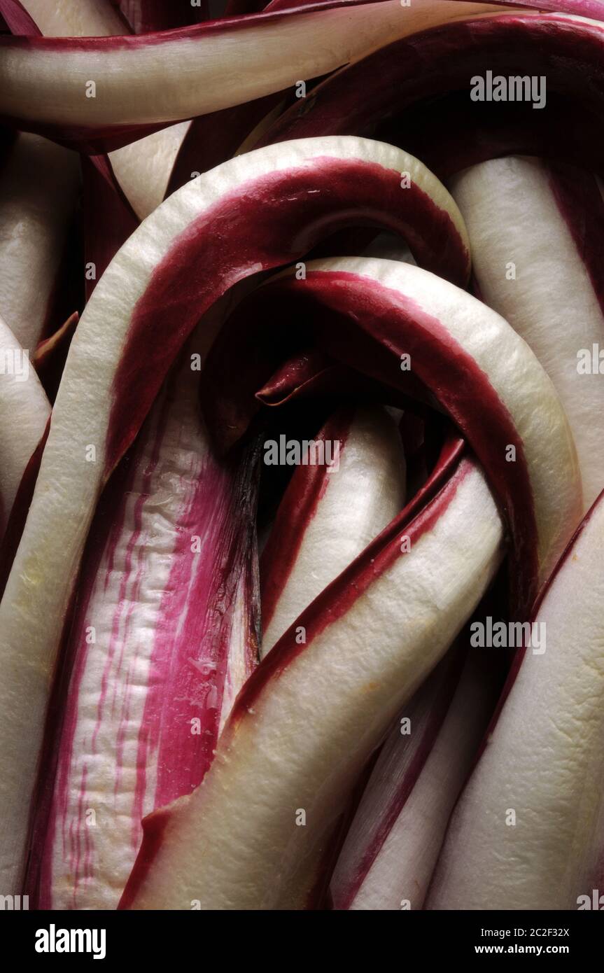 Radicchio rosso di Trévise Banque D'Images