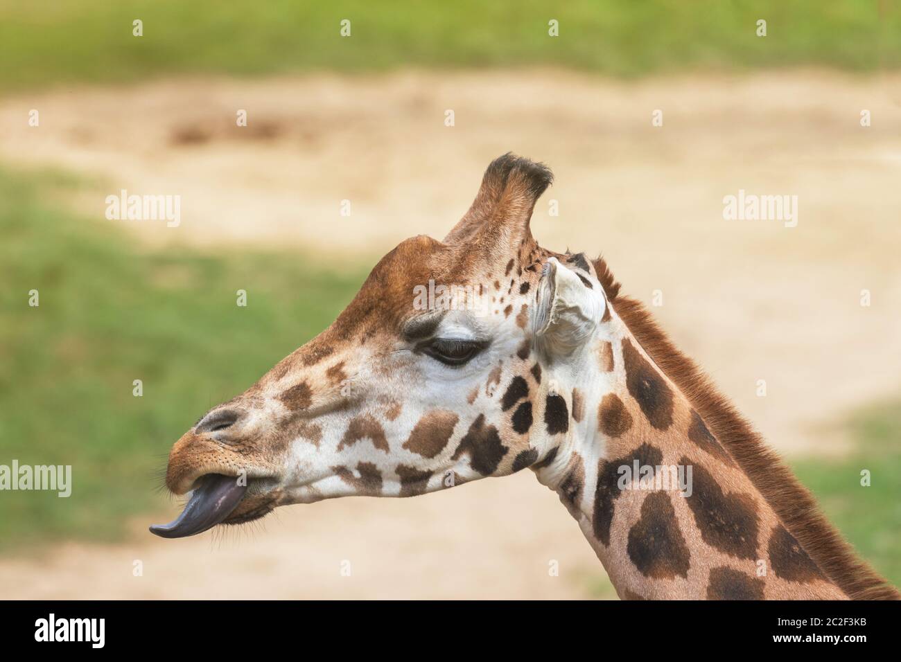 Vue de côté de la girafe Rothschild sticking tongue out. Banque D'Images