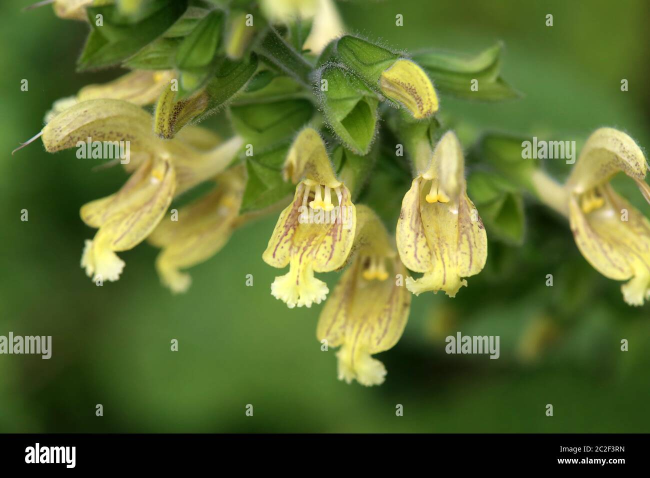 Macro Sticky Sage ou GlueAl Salvia glutinosa Banque D'Images