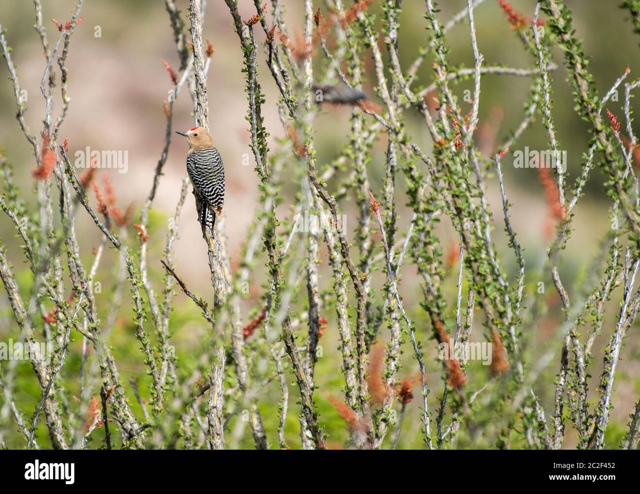 Un pic mâle Gila, Melanerpes uropygialis, perche sur un Ocotillo, Fouquieria splendens, dans la zone naturelle de Sonoita Creek, Arizona Banque D'Images