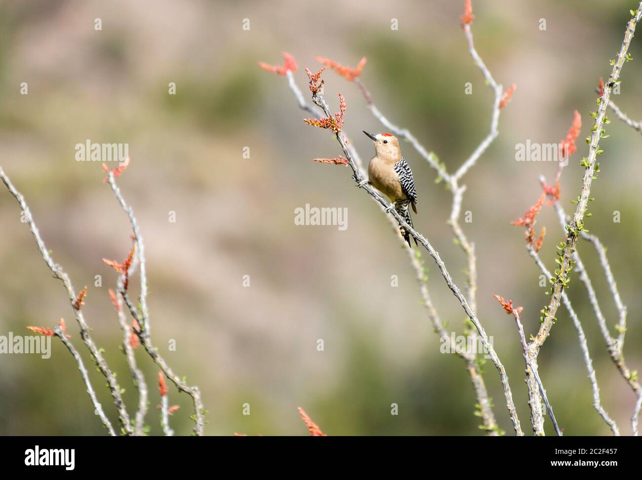 Un pic mâle Gila, Melanerpes uropygialis, perche sur un Ocotillo, Fouquieria splendens, dans la zone naturelle de Sonoita Creek, Arizona Banque D'Images