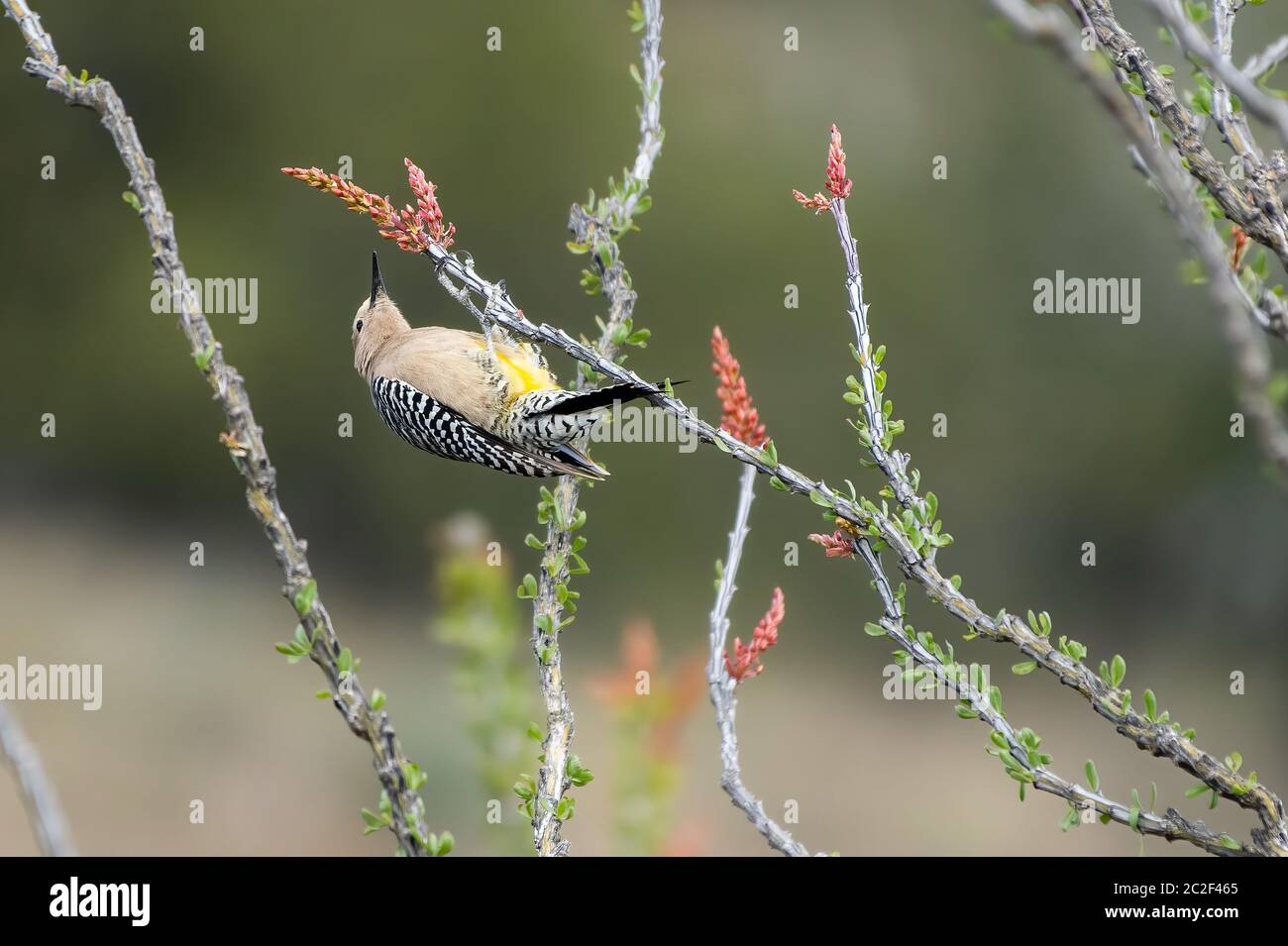 Un pic mâle Gila, Melanerpes uropygialis, perche sur un Ocotillo, Fouquieria splendens, dans la zone naturelle de Sonoita Creek, Arizona Banque D'Images