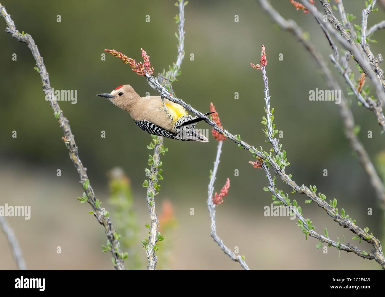 Un pic mâle Gila, Melanerpes uropygialis, perche sur un Ocotillo, Fouquieria splendens, dans la zone naturelle de Sonoita Creek, Arizona Banque D'Images