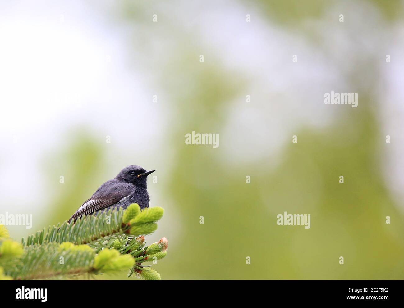 Phénicurus ochruros à queue de maeral sur conifères Banque D'Images