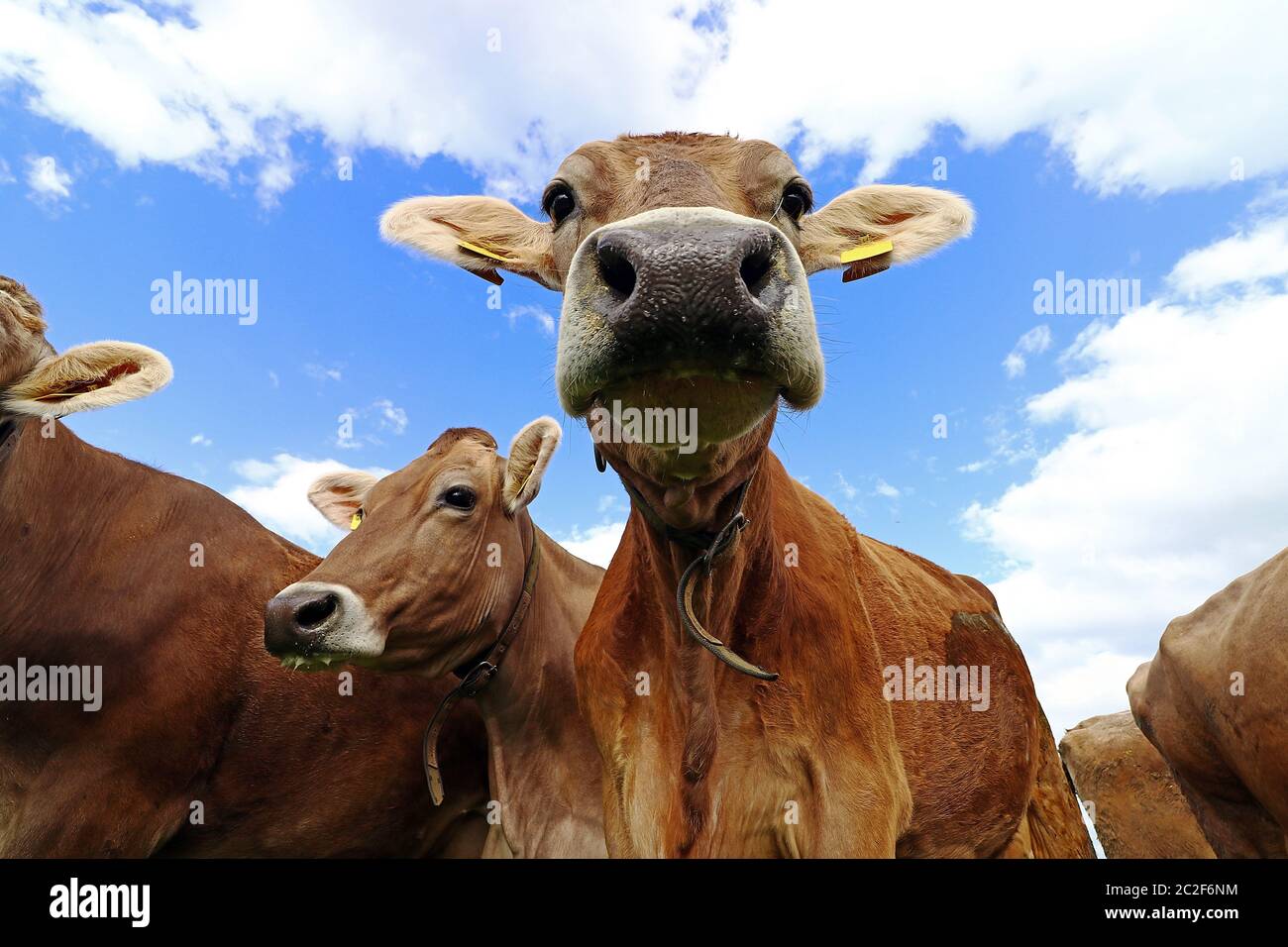 Curieux brun de bétail sur un pâturage en Bavière. Vaches curieuses Banque D'Images
