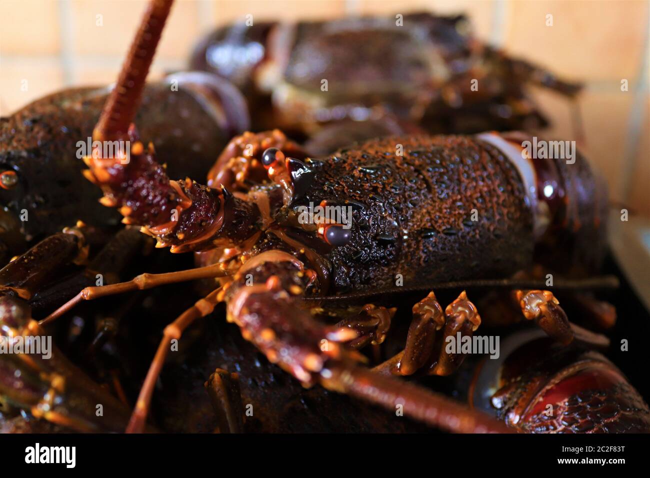 Jasus lalandii aussi appelé le homard de Cape Rock ou le homard de West Coast est une espèce de homard épineux trouvé au large de la côte de l'Afrique australe Banque D'Images