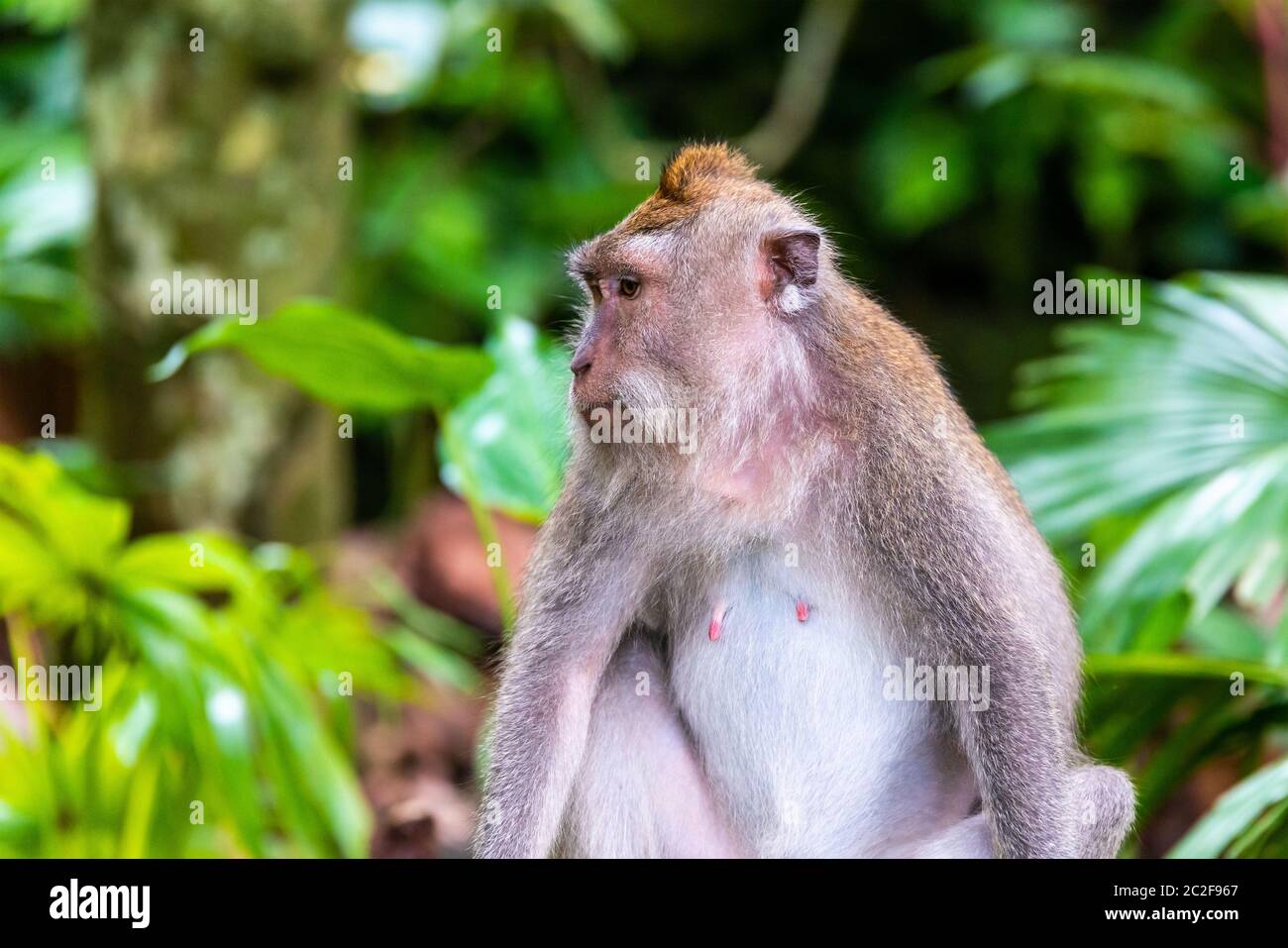 Singe macaque à la forêt de singes d'Ubud à Bali, Indonésie Banque D'Images