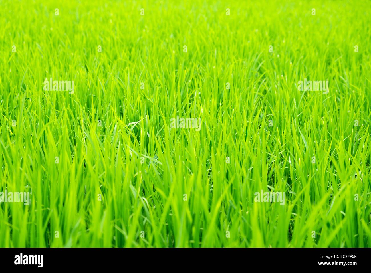 Détail du champ de riz, jeune riz en pleine croissance Banque D'Images