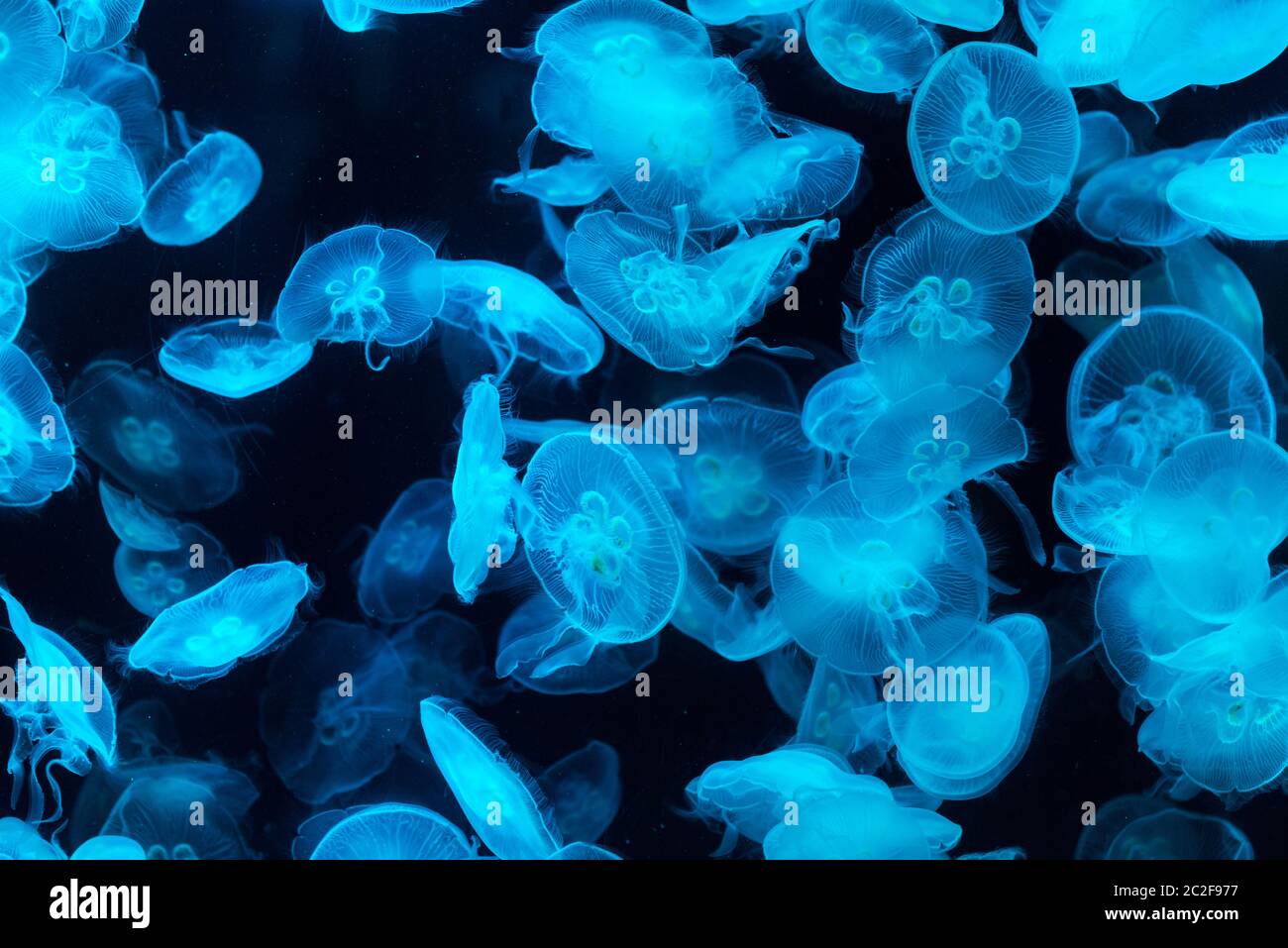 Méduses communes dans l'aquarium illuminés par la lumière bleue Banque D'Images