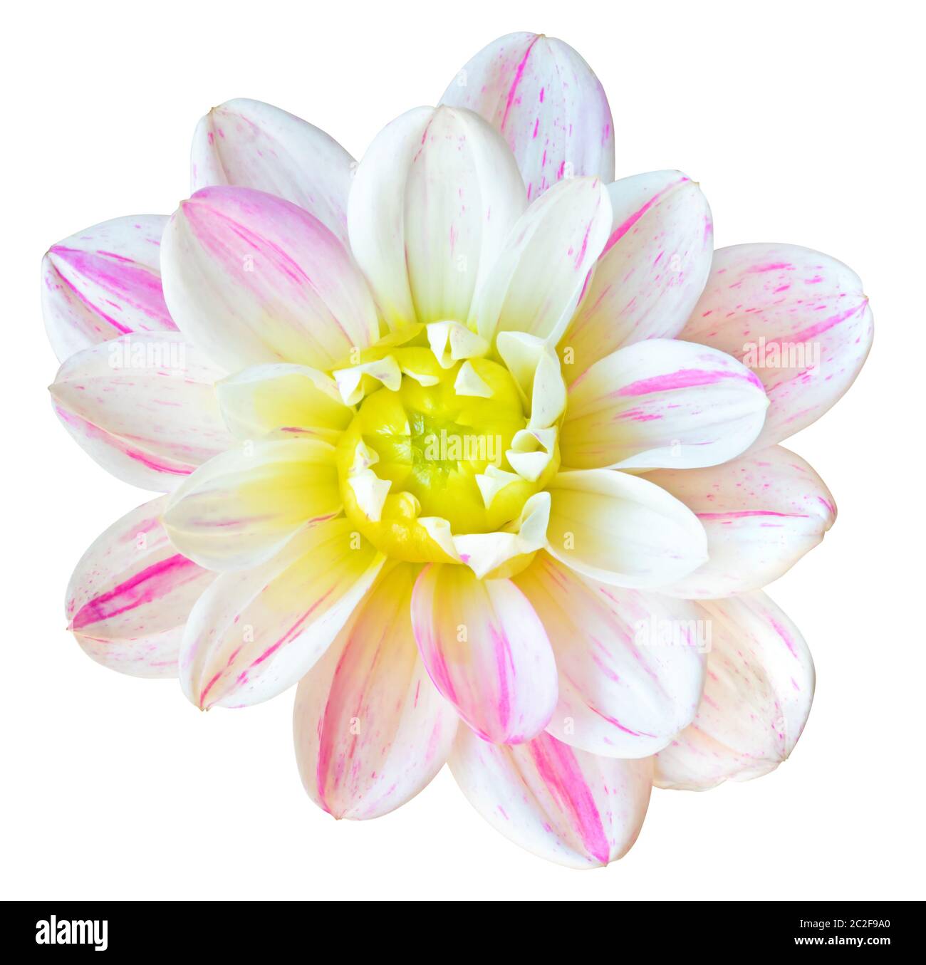 Magnifique Dahlia (Dahlie) isolé sur fond blanc, y compris le chemin de découpe. Allemagne Banque D'Images