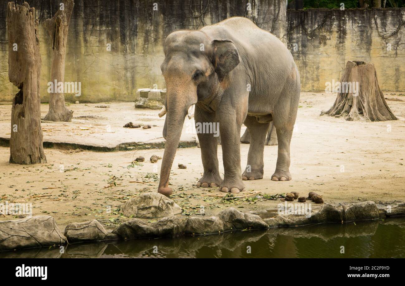 Éléphant Bornéo , Malaisie . Banque D'Images