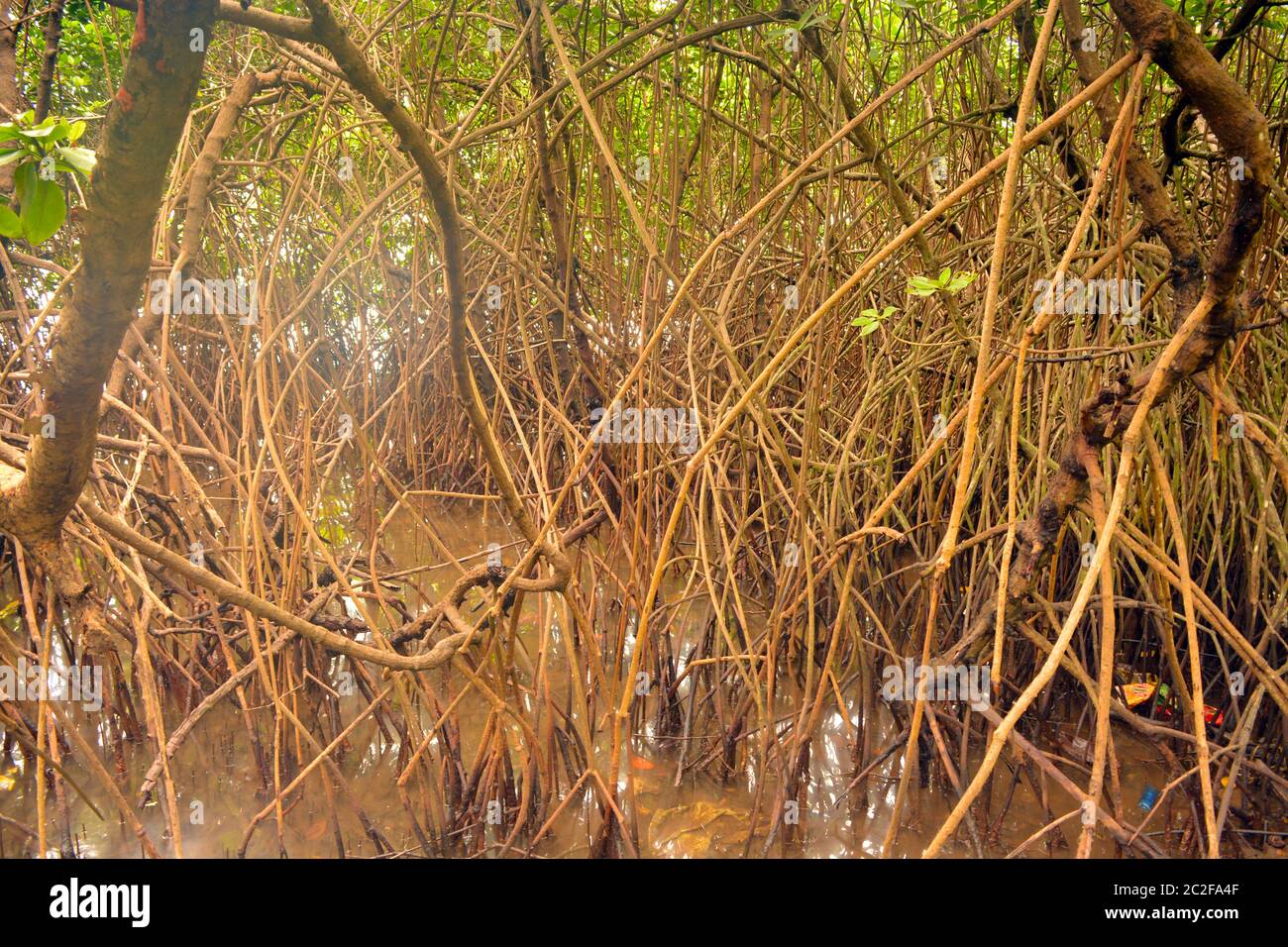 Forêt de mangroves Banque D'Images