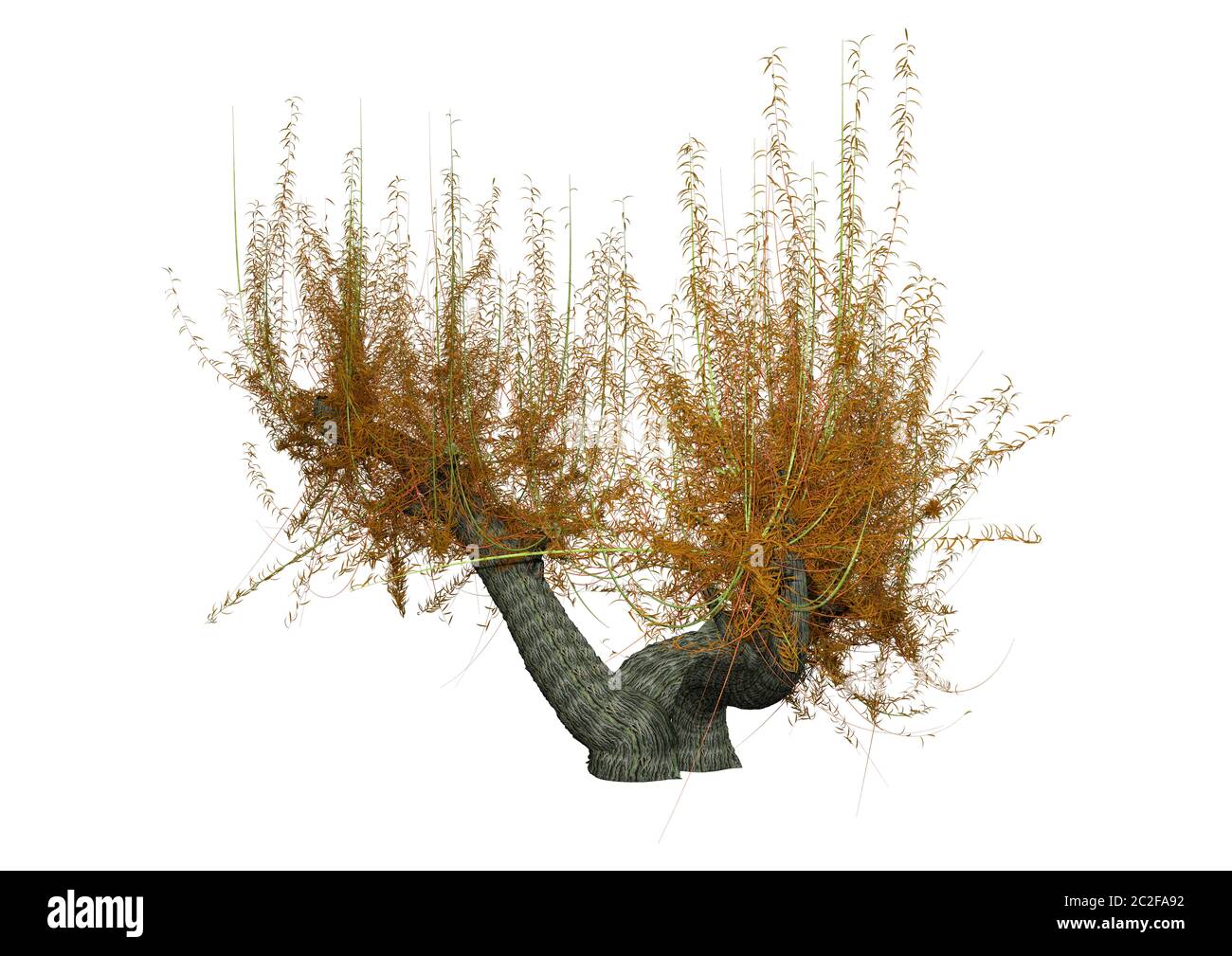 Le rendu 3D d'un arbre ou de saule blanc Salix alba isolé sur fond blanc Banque D'Images