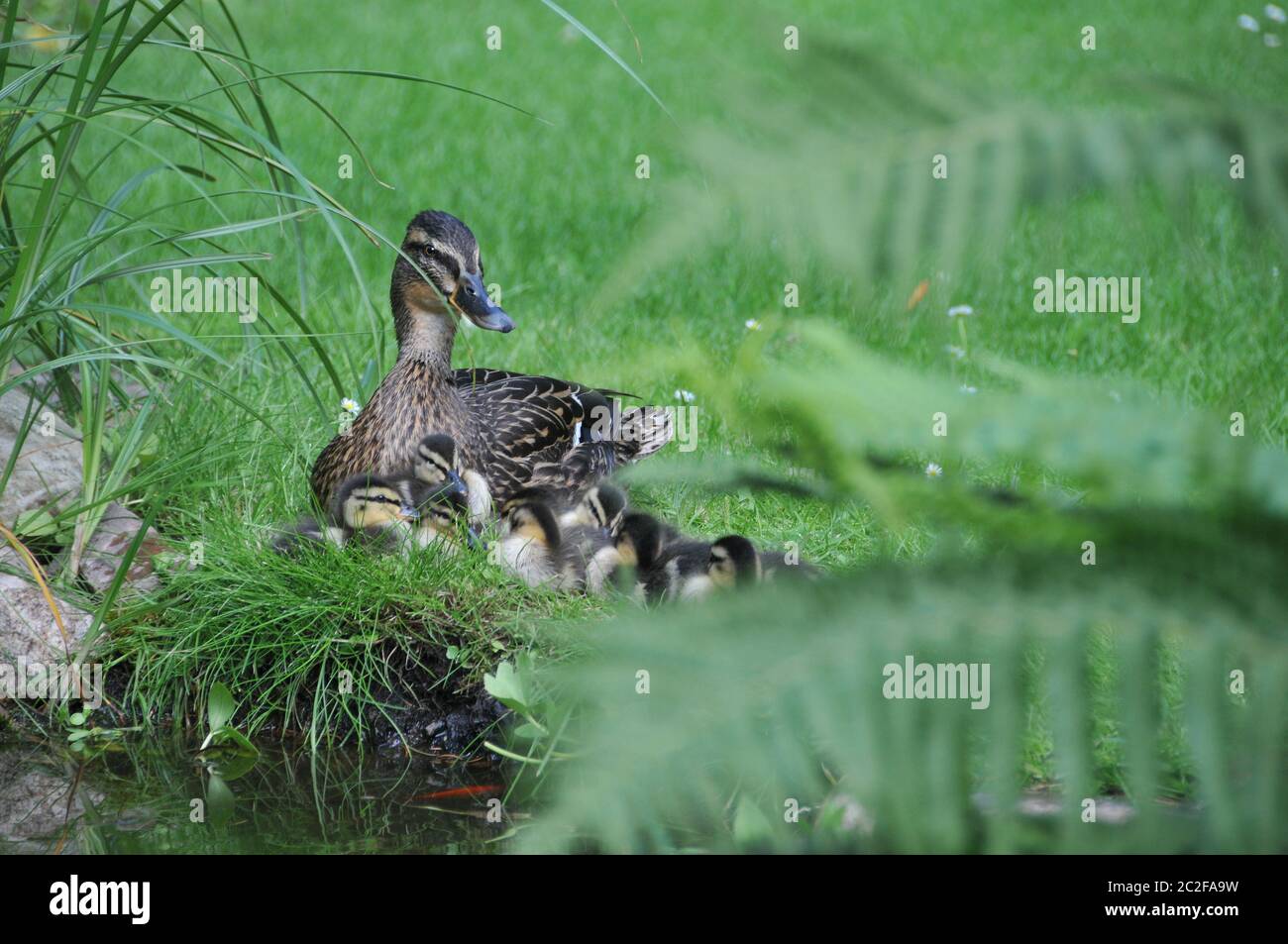 famille canard Banque D'Images