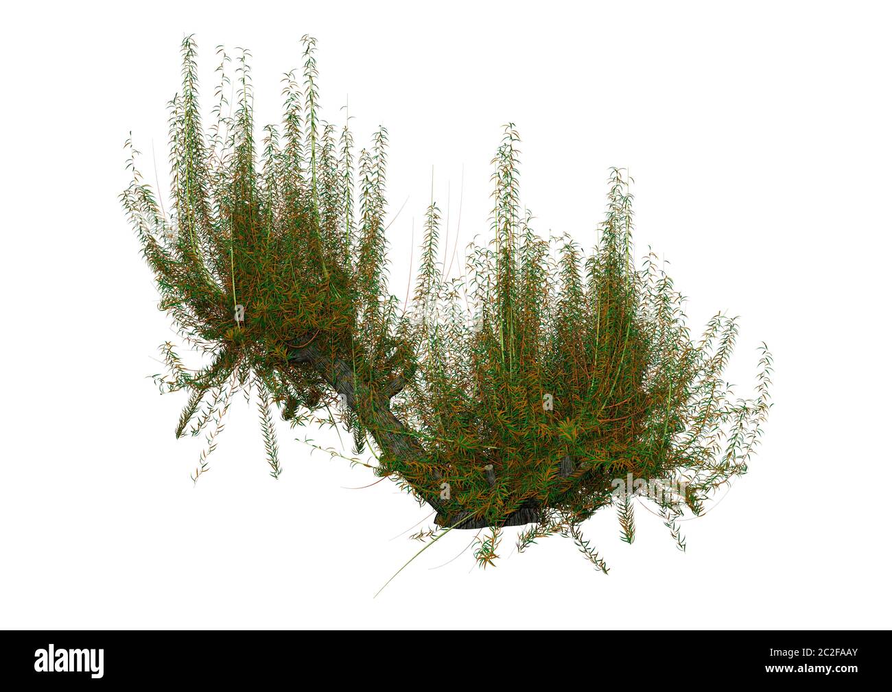 Le rendu 3D d'un arbre ou de saule blanc Salix alba isolé sur fond blanc Banque D'Images