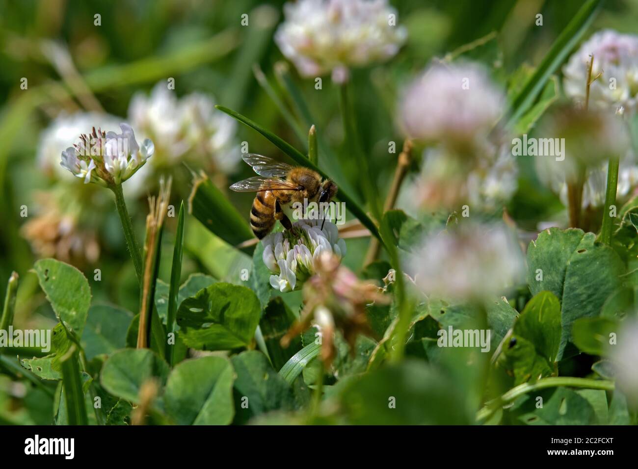 Abeille sur fleur de trèfle blanche au soleil de midi. Le trèfle est une plante vivace herbacée. Les fleurs sont visitées par les abeilles et les bourdons. Banque D'Images