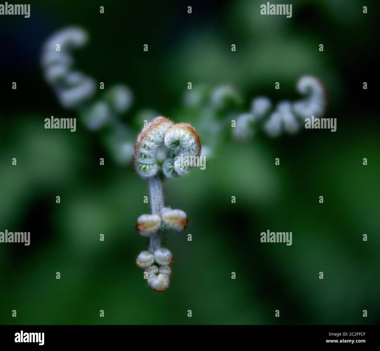 LB00213-00.....WASHINGTON - Fern dans un jardin urbain. Image Lensbaby Edge 50. Banque D'Images
