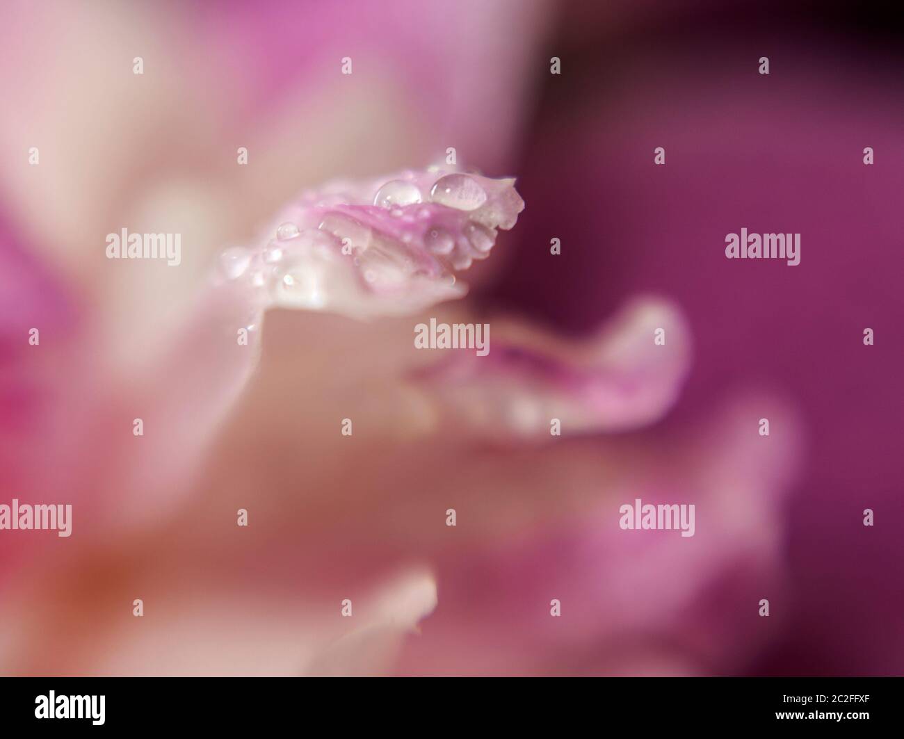 LB00222-00....WASHINGTON - Lensbaby Sweet Spot 50. L'eau se trouve sur la pédale de fleur. Banque D'Images