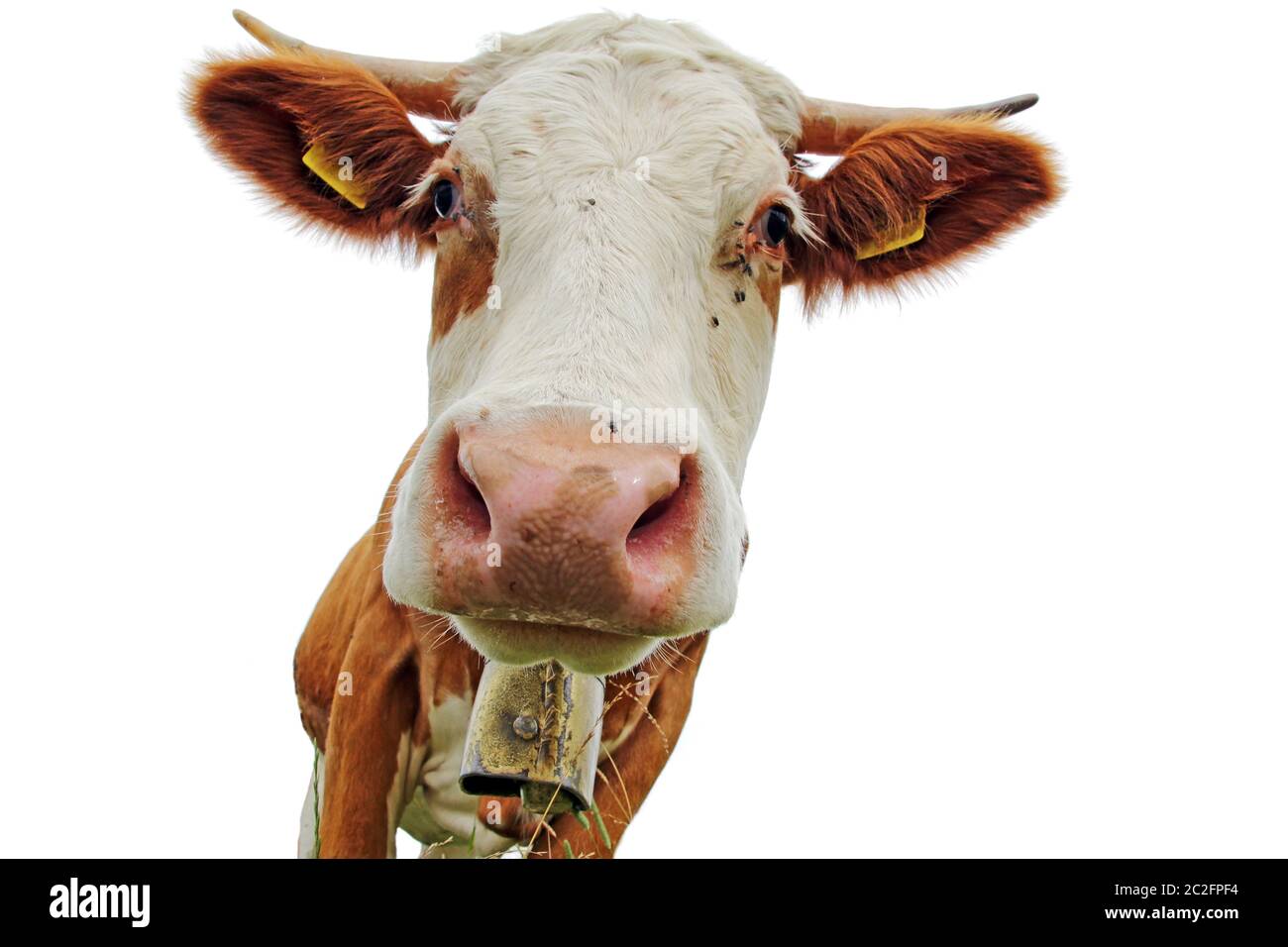 Tête d'une vache Simmental avec cornes et cloche avec fond blanc Banque D'Images