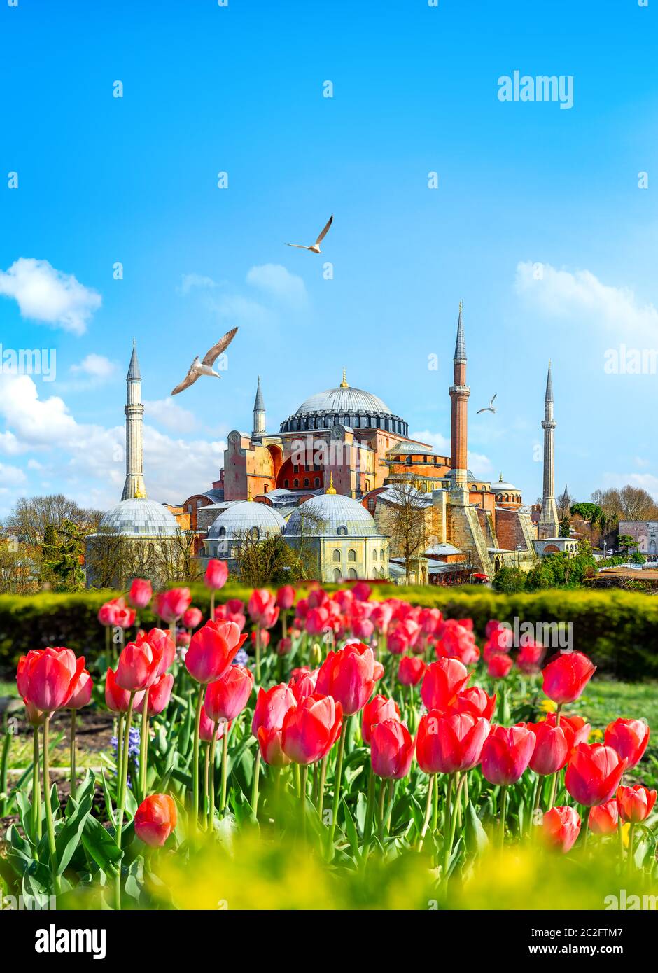 Les tulipes d'Istanbul lors du festival des tulipes, à Sultanahmet région avec Sainte-sophie Banque D'Images