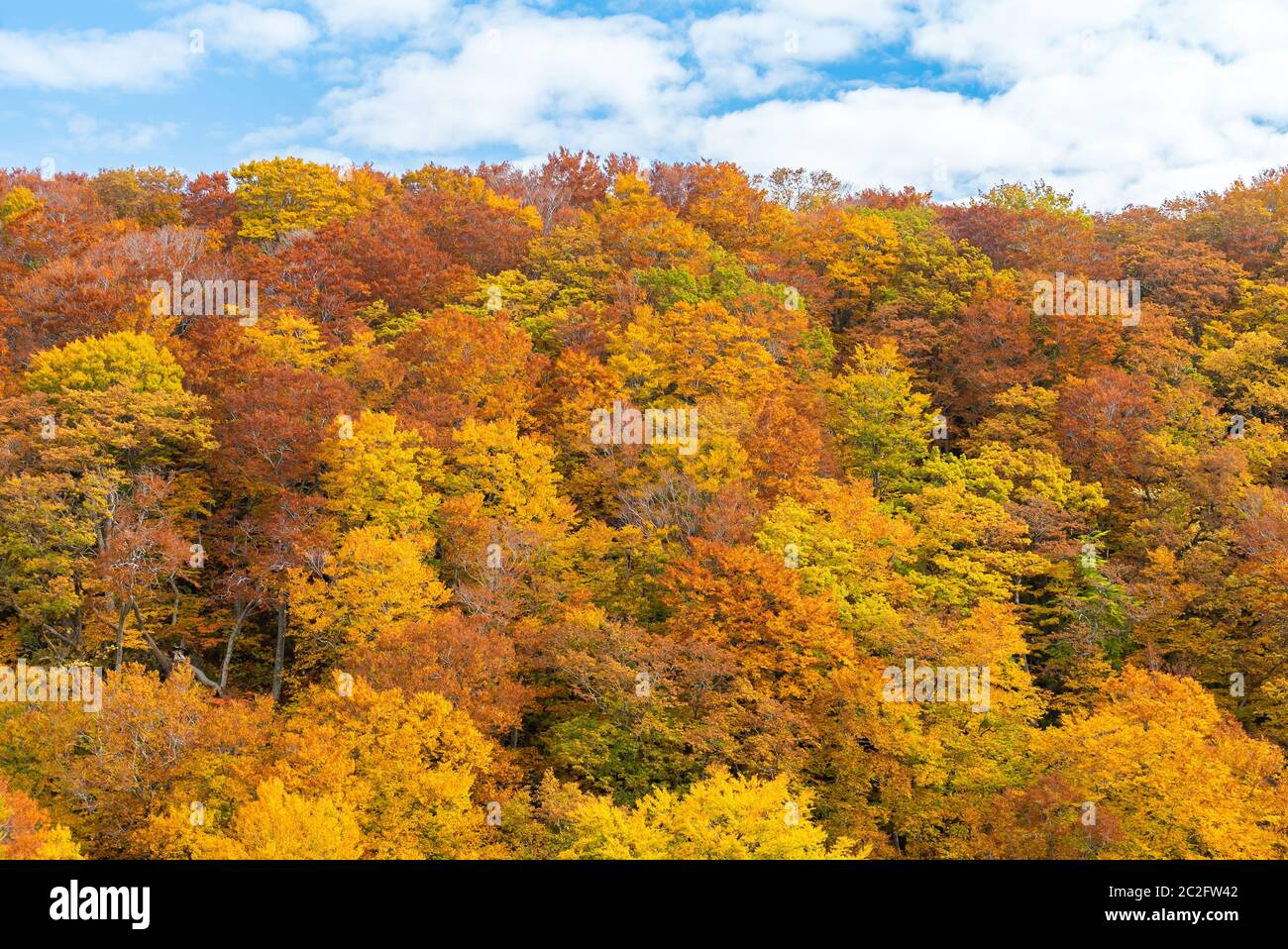 Automne Forêt d'automne Tohoku Japon Banque D'Images