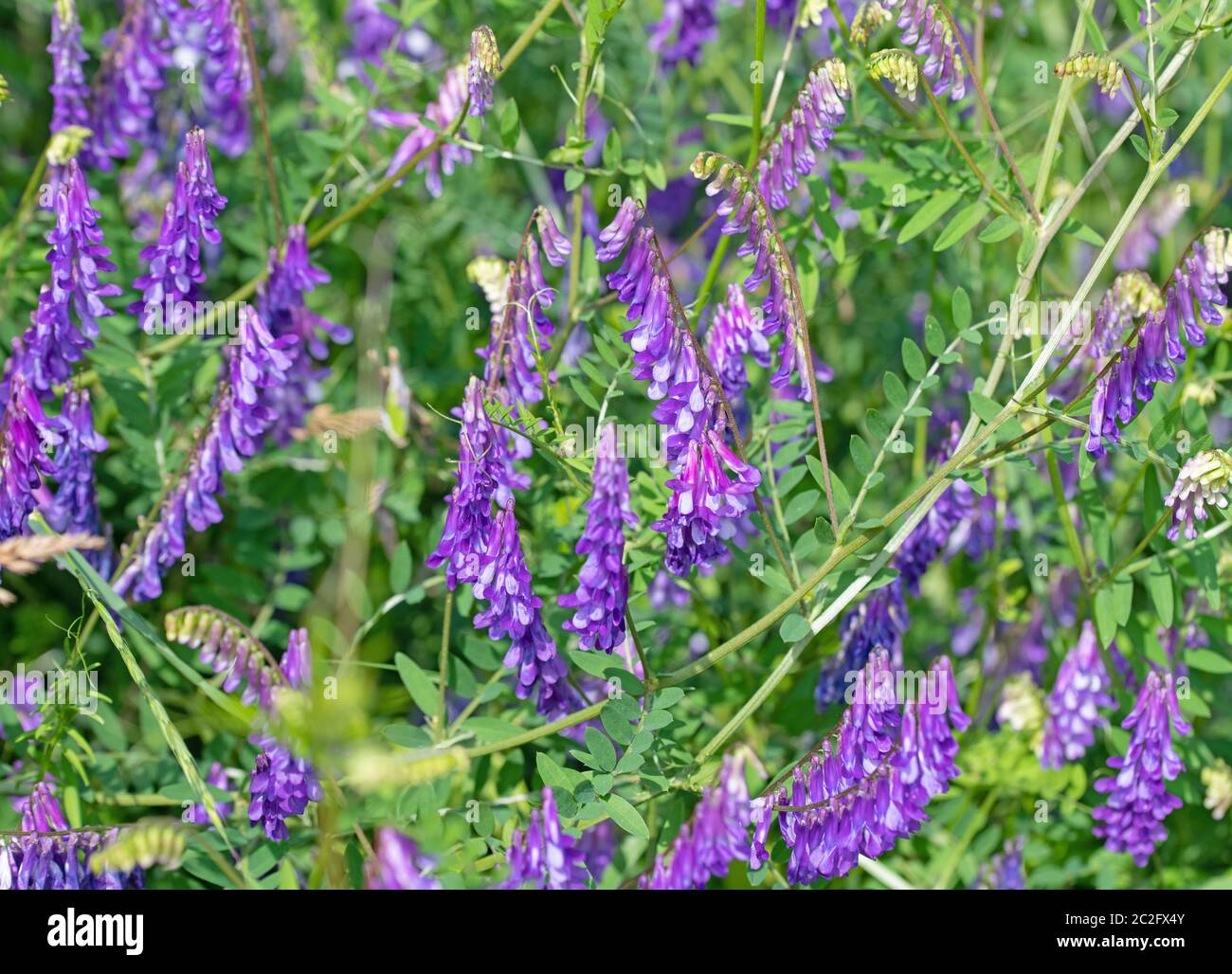 Etch d'oiseau en fleurs, Vicia craca, en été Banque D'Images