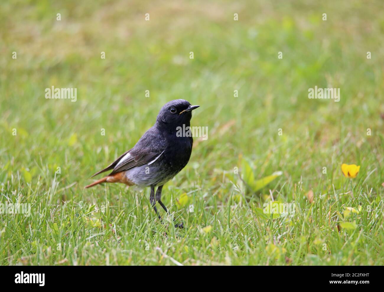 Maison pourriture-à-queue Phoenicurus ochruros maHandy sur la prairie Banque D'Images
