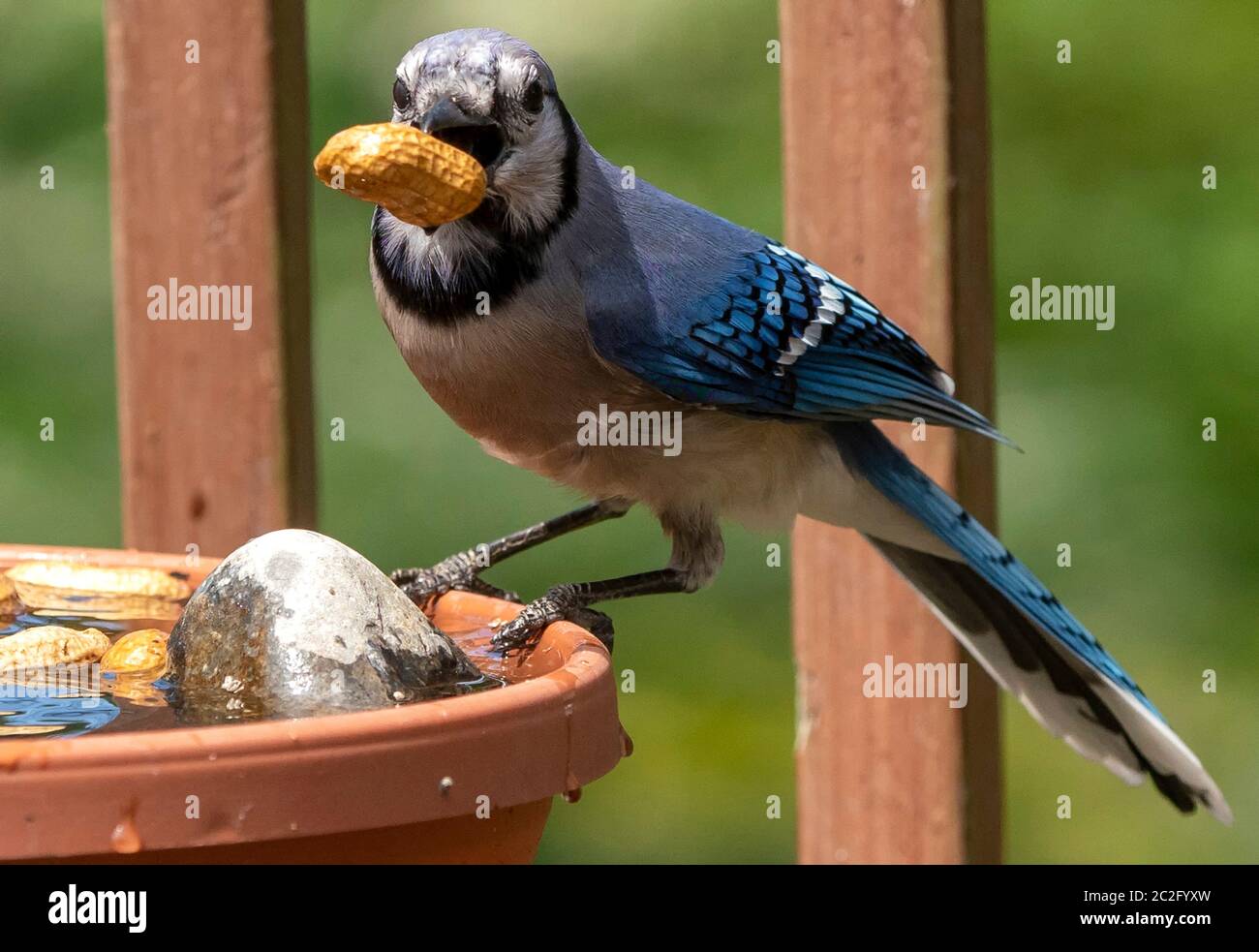 Oiseau bleu avec un écrou Banque D'Images