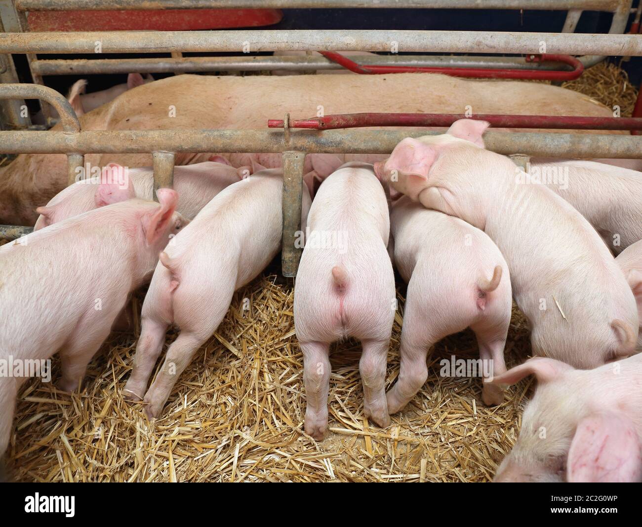 Pigglets Suckling semer dans des loges à plume ferme porcine moderne Banque D'Images