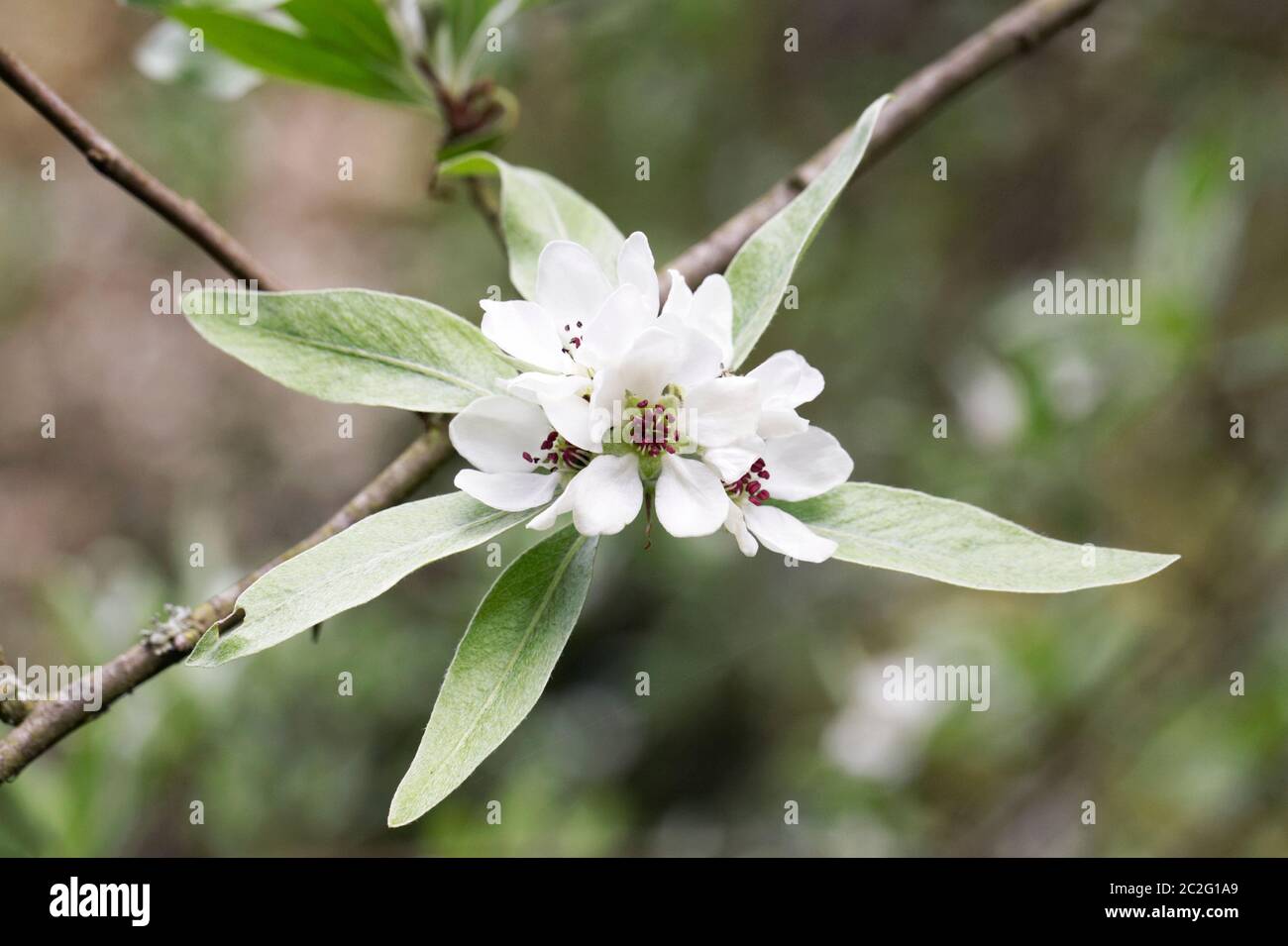 Pyrus salicifolia orientalis. Feuilles de saule de poire. Banque D'Images
