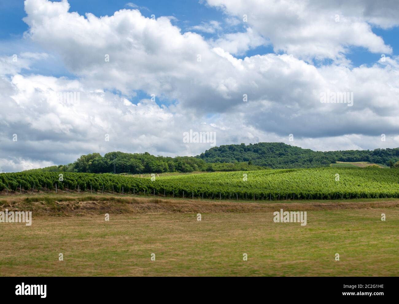 France, Jura, Arbois, vignobles sur la commune de Pupillin, célèbre le terroir du vin du Jura Banque D'Images