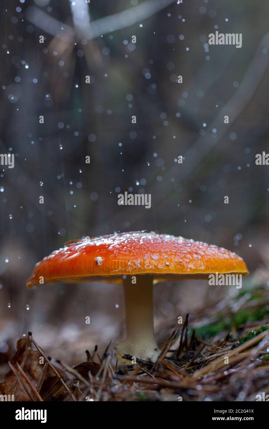 Amanita muscaria vole des champignons rouges agariques avec des taches blanches herbe Banque D'Images