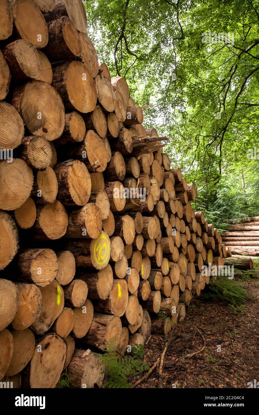 Arbres abattus, troncs d'arbres, dans une forêt près de Haltern dans le district de Recklinghausen, Rhénanie-du-Nord-Westphalie, Allemagne. Gefaellte Bauaume, Baumstaemme, i Banque D'Images