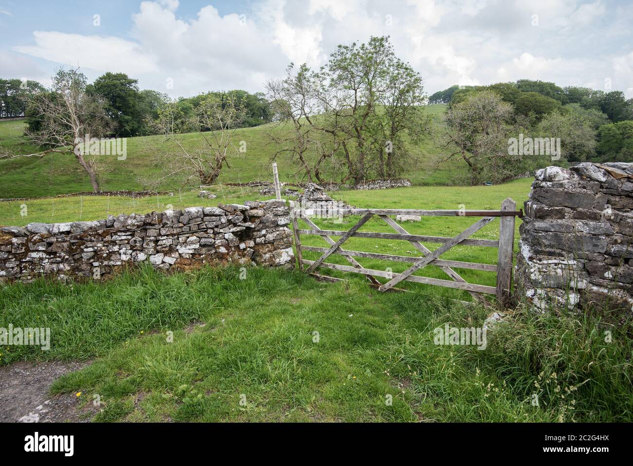 Yorkshire Dales dépérissement des cendres Banque D'Images