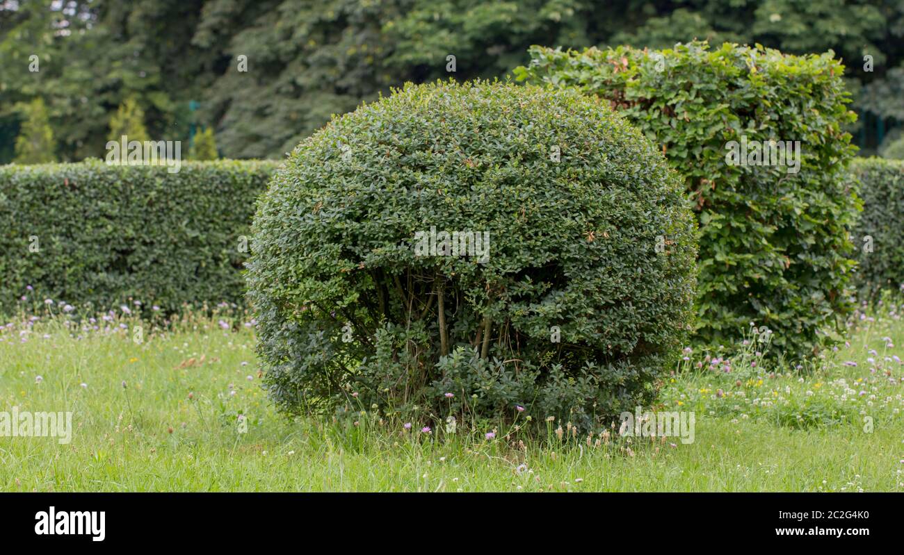 Nature sauvage Privet Ligustrum haie nature texture UN échantillon de topiaire art Banque D'Images