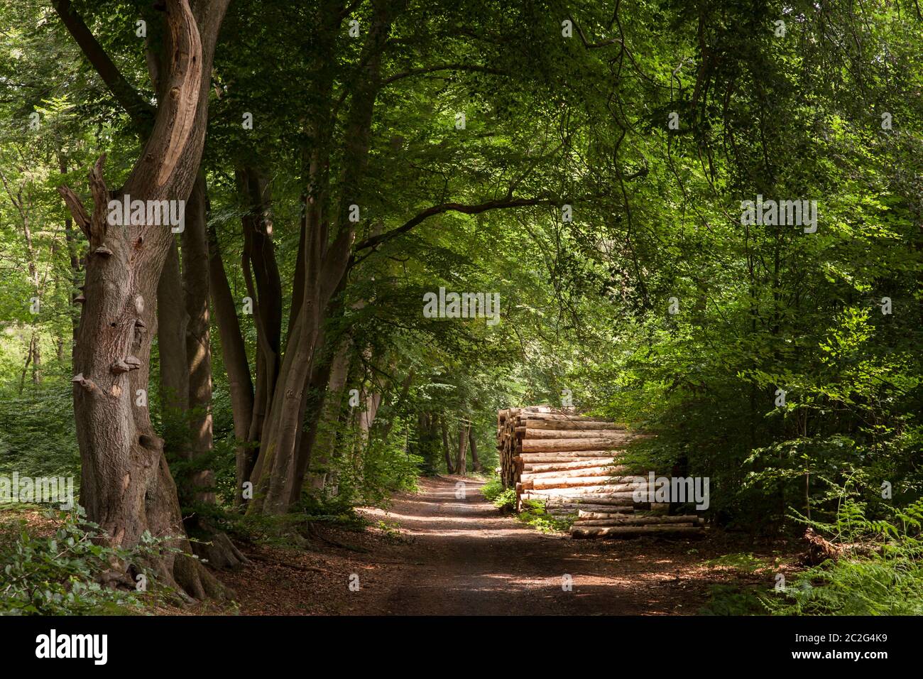 Arbres abattus, troncs d'arbres, dans une forêt près de Haltern dans le district de Recklinghausen, Rhénanie-du-Nord-Westphalie, Allemagne. Gefaellte Bauaume, Baumstaemme, i Banque D'Images