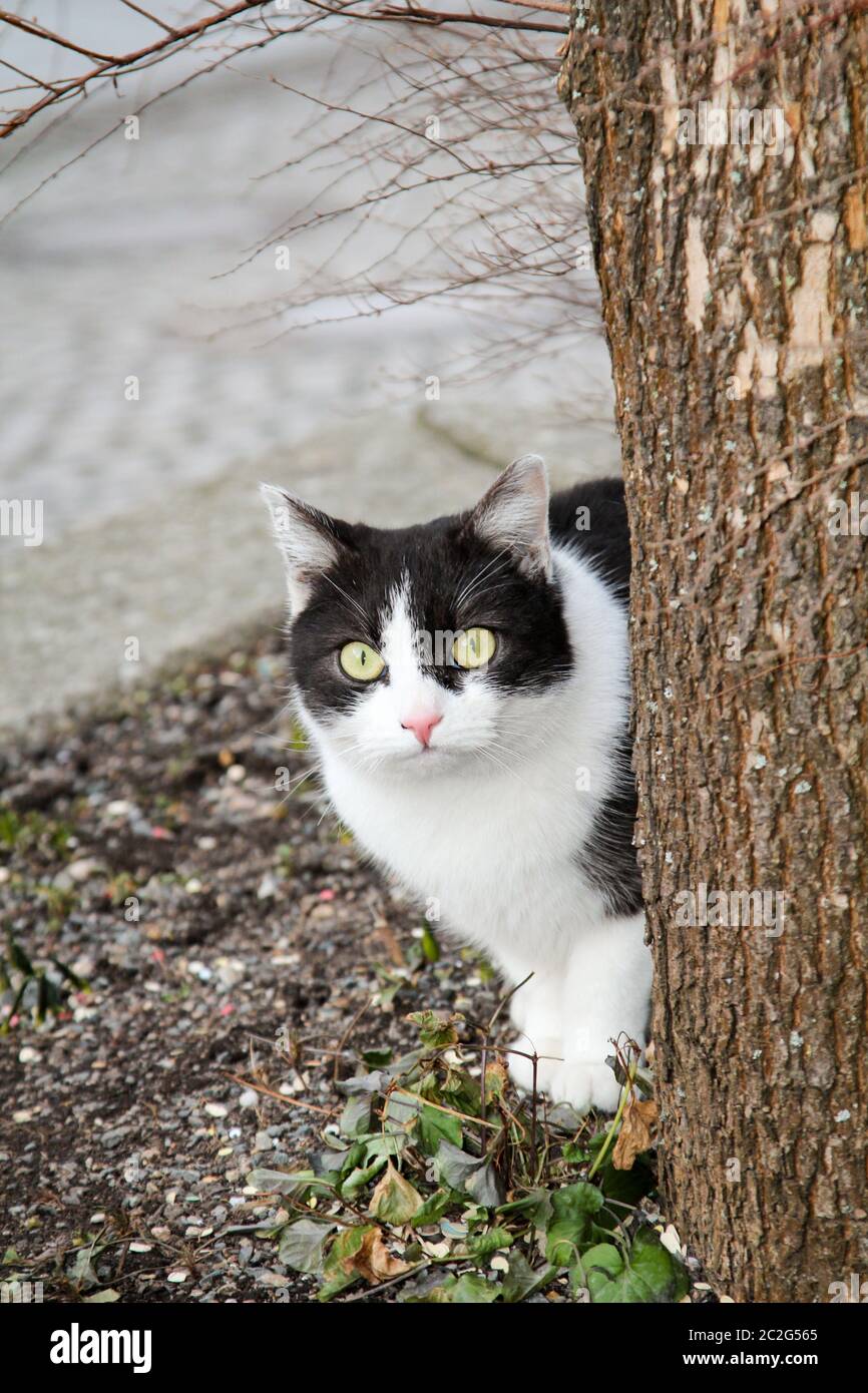 Portrait d'un chat paresseux mais aussi vigilant Banque D'Images