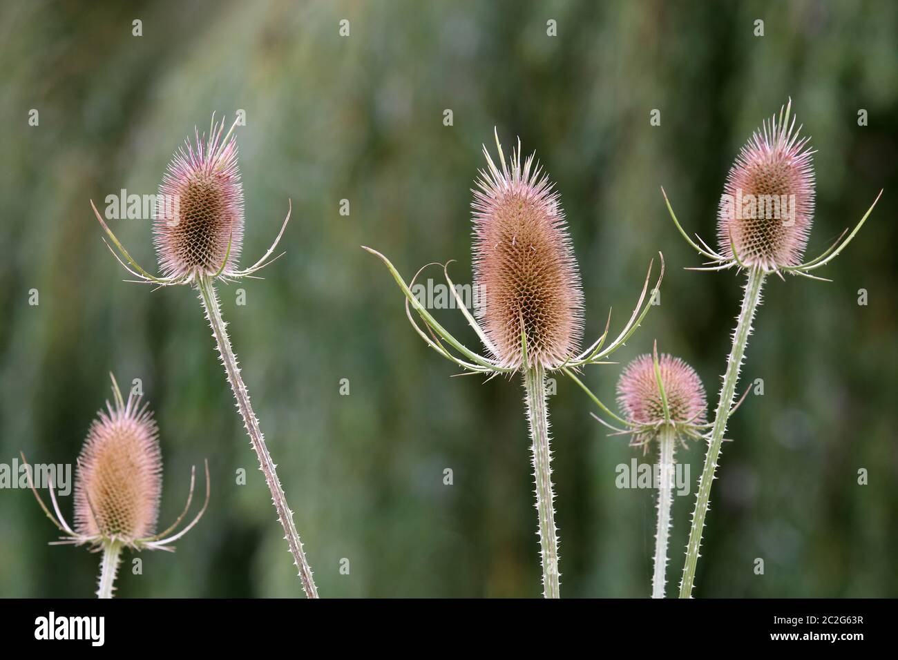 Les stands de fruits mûrs de la carte sauvage Dipsacus fullonum Banque D'Images