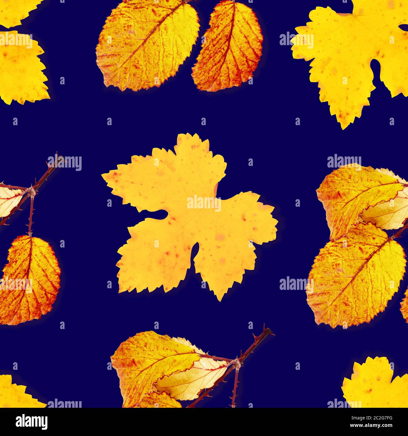 Une dynamique sans motif feuilles d'automne sur un fond bleu foncé, une impression de répétition de l'automne Banque D'Images