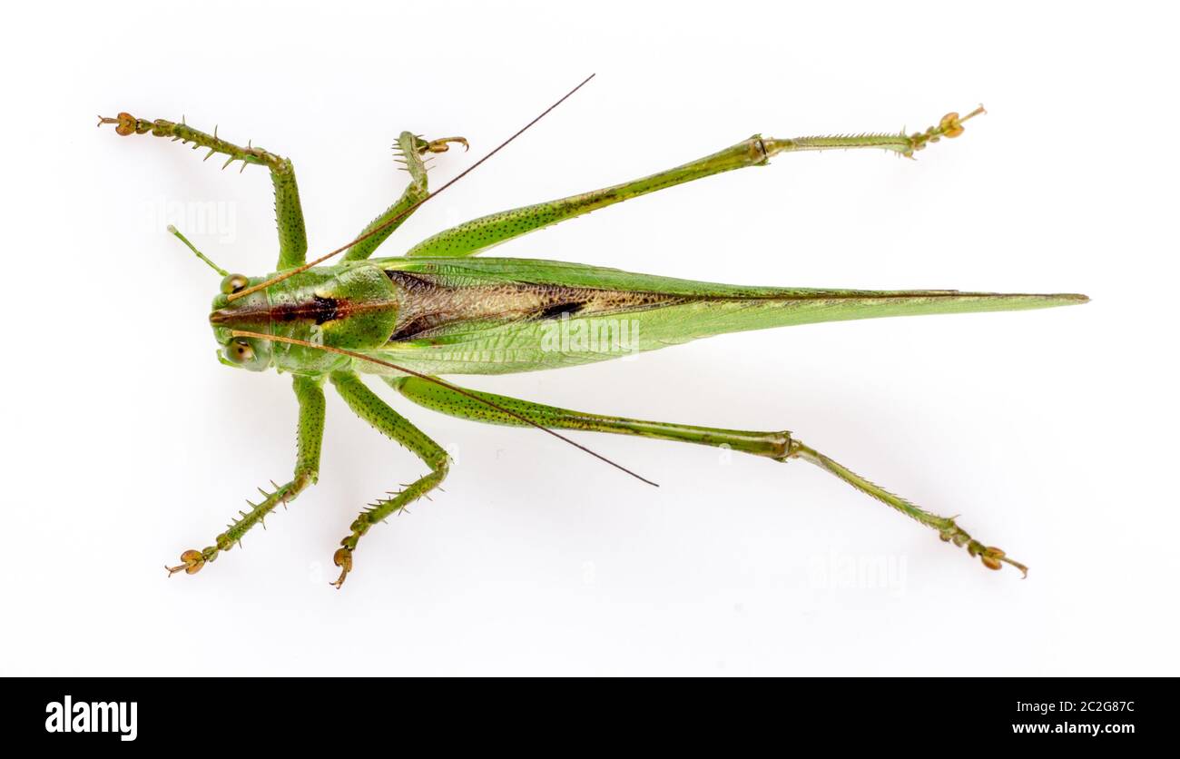Gros sauterelle verte sur fond blanc gros plan Banque D'Images