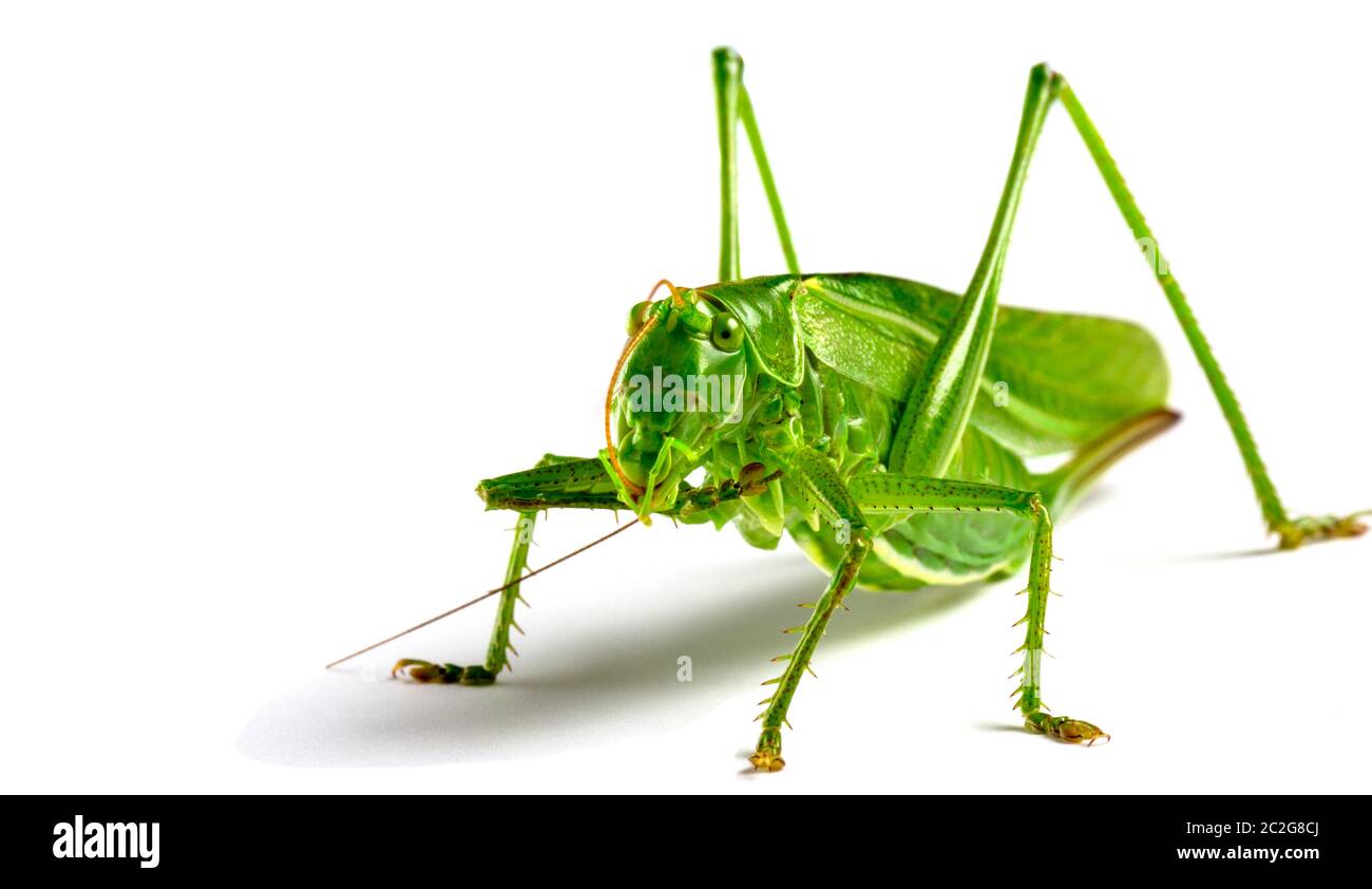 Gros sauterelle verte sur fond blanc gros plan Banque D'Images
