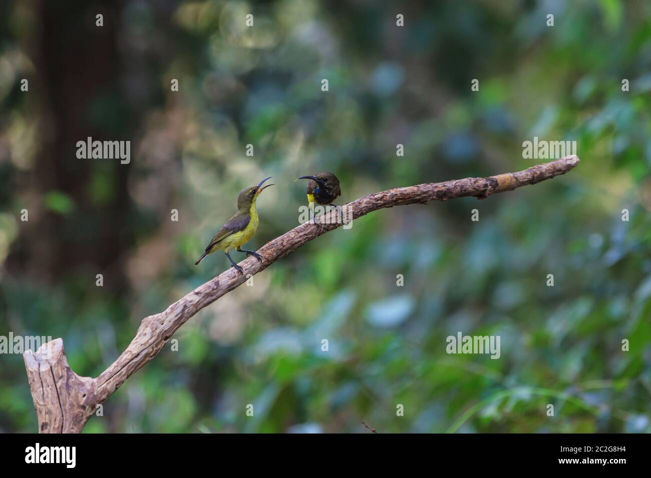 Souimanga à dos olive, souimanga à ventre jaune sur un arbre Banque D'Images
