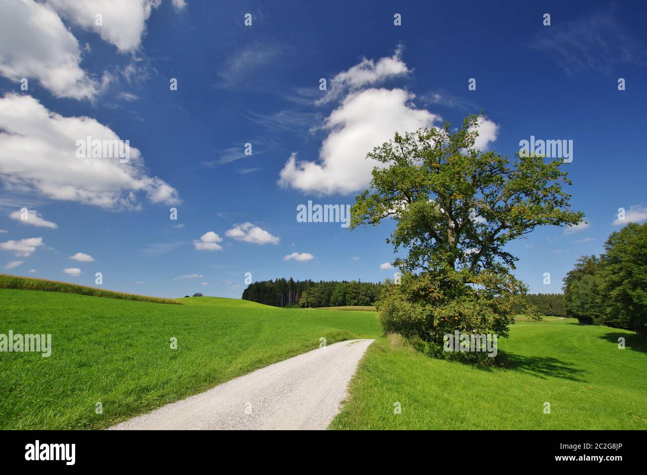 Paysage près de Bad Endorf, haute-Bavière, Allemagne, Europe de l'Ouest Banque D'Images