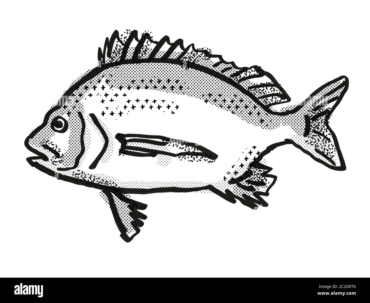 Retro cartoon style dessin d'une daurade Pikey , originaire de la vie marine australienne vu de côté des espèces isolées sur fond blanc en noir et Banque D'Images