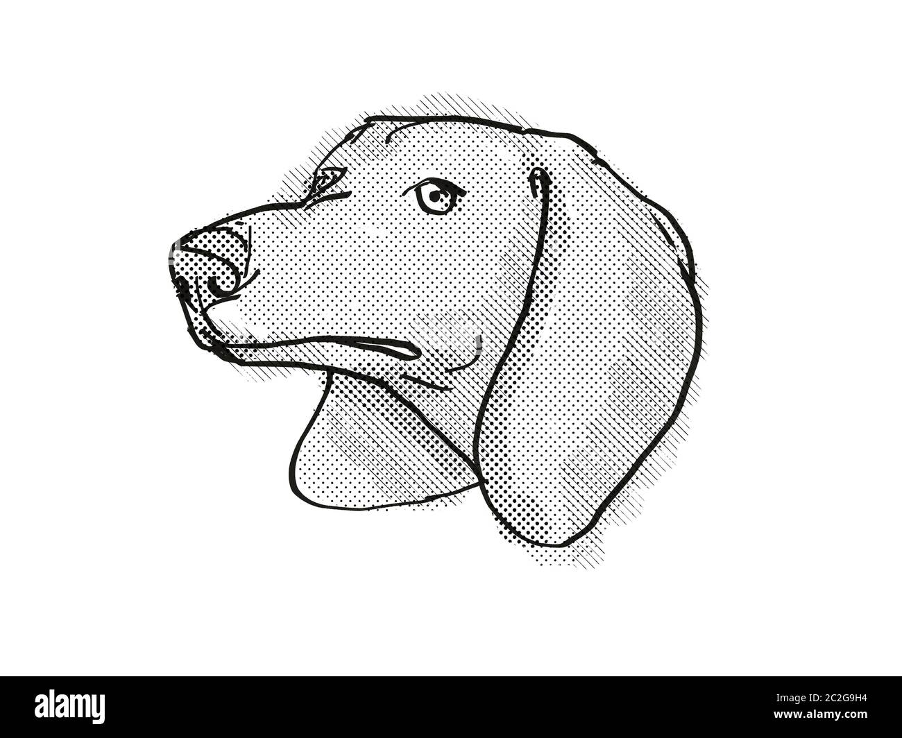 Retro cartoon style dessin de tête d'un teckel, un chien de race canine ou isolé sur fond blanc en noir et blanc. Banque D'Images