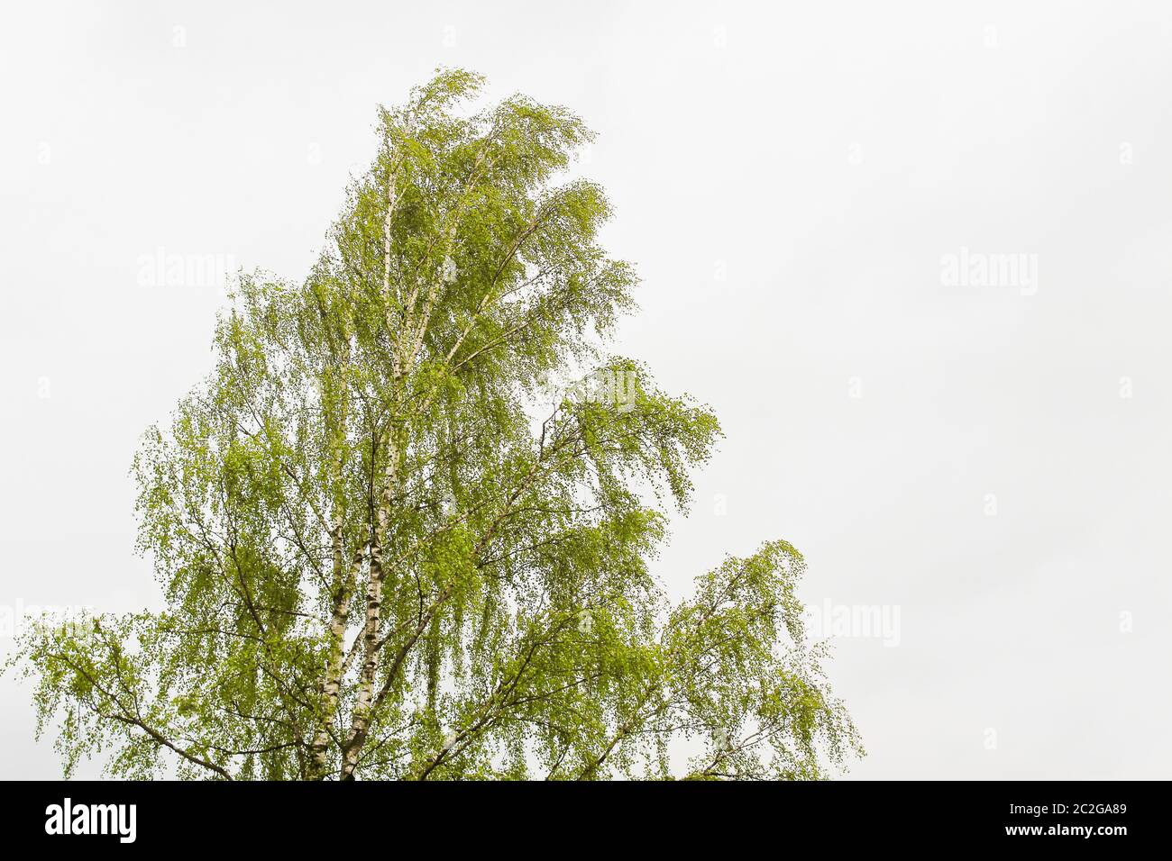 Bouleau à feuilles vertes juteuses sur fond blanc. Banque D'Images