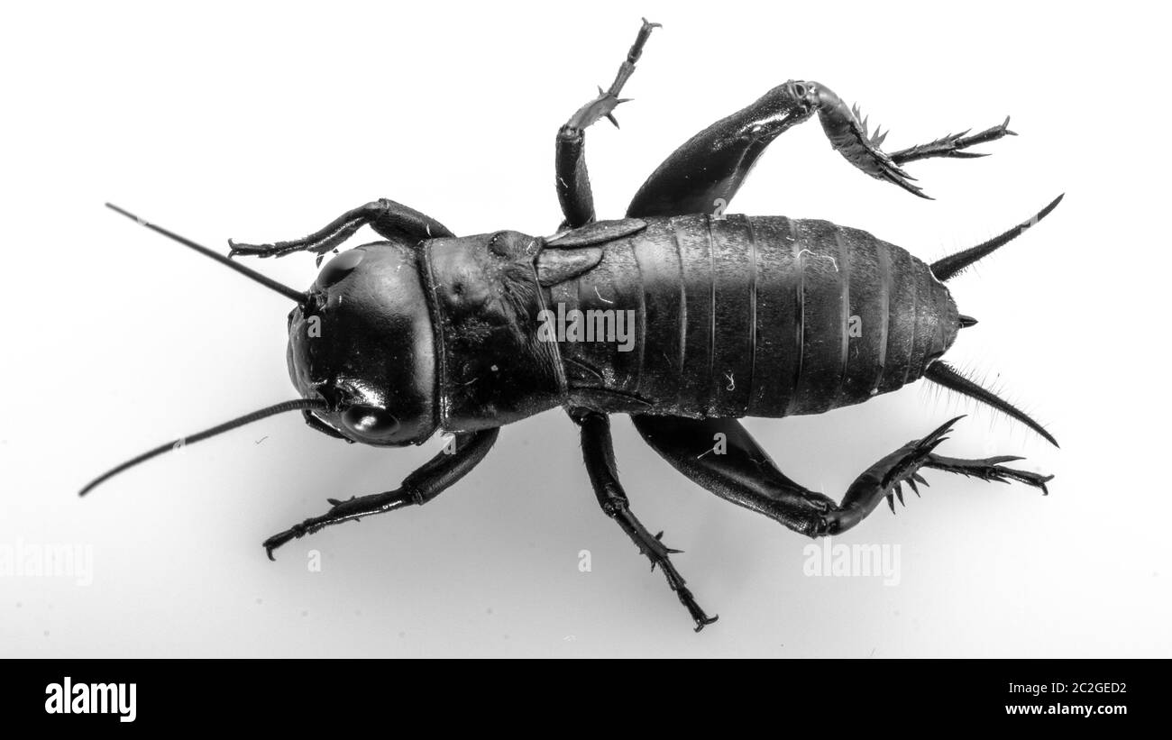 Insecte de cricket ou Gryllidae isolé sur fond blanc Banque D'Images
