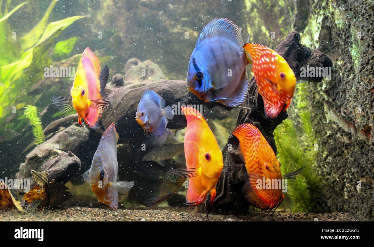 poisson de discus coloré, cichlides dans l'aquarium Banque D'Images