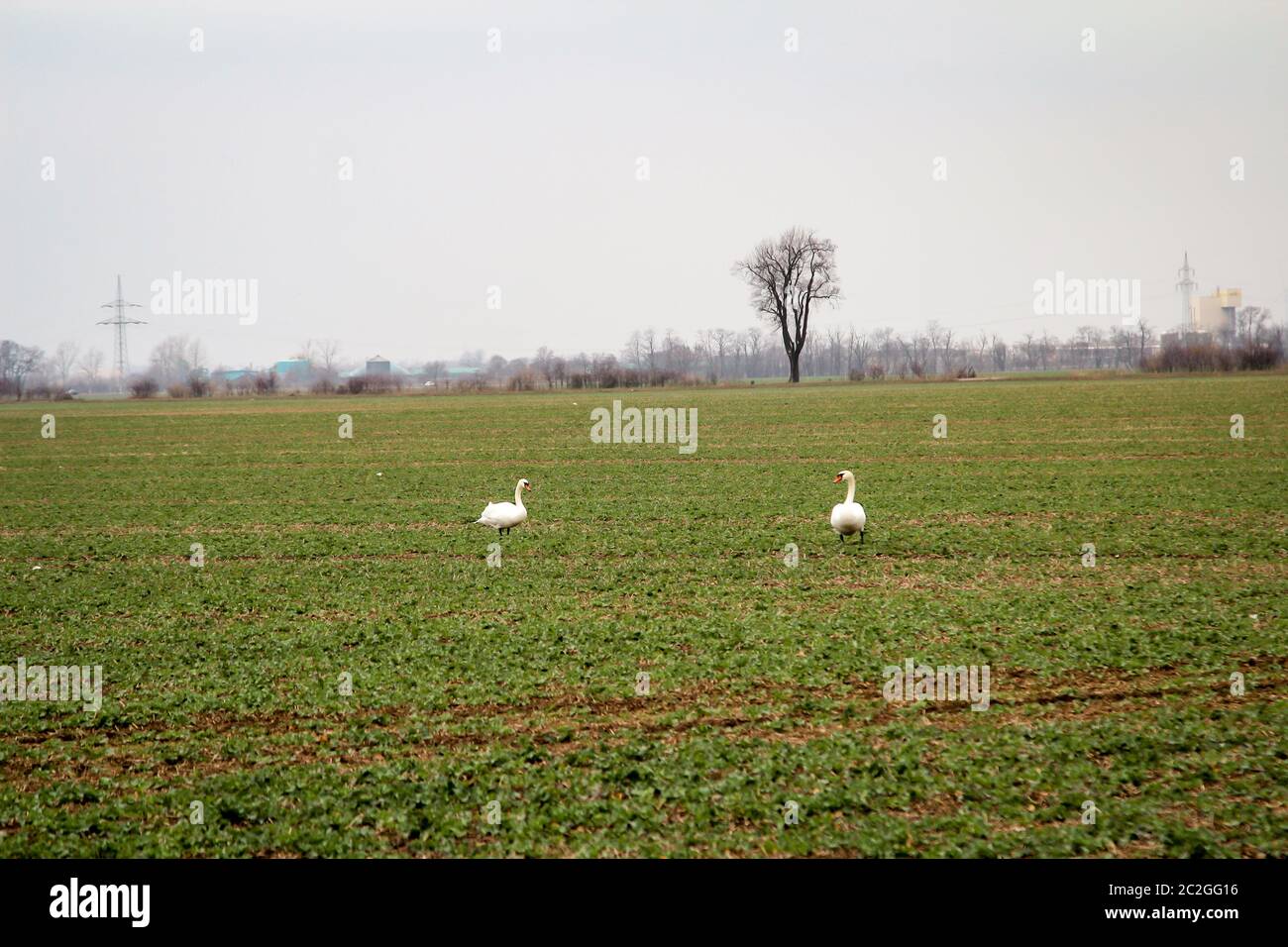 Les cygnes mangent sur un champ de vert frais Banque D'Images
